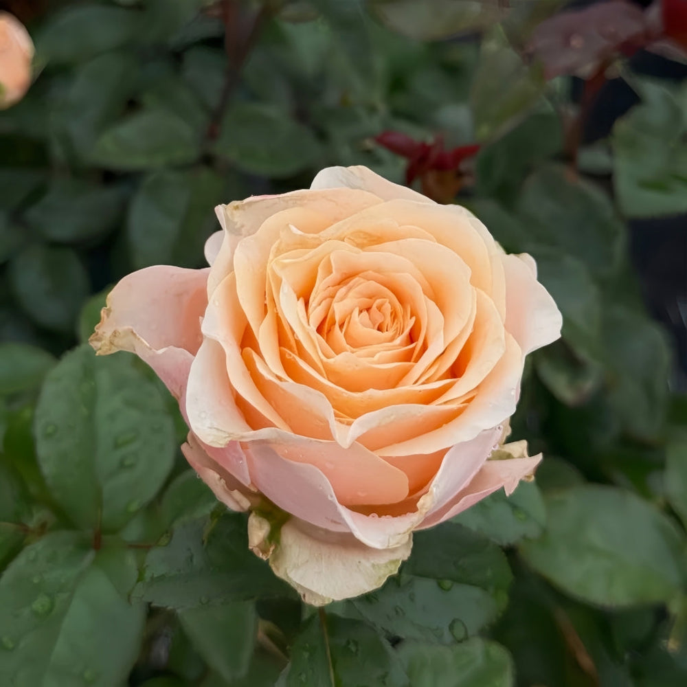 Cream Su Rose