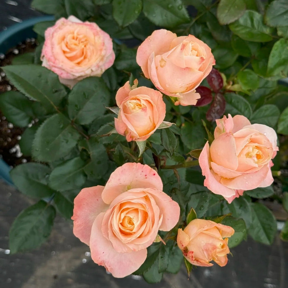 Cream Su Rose
