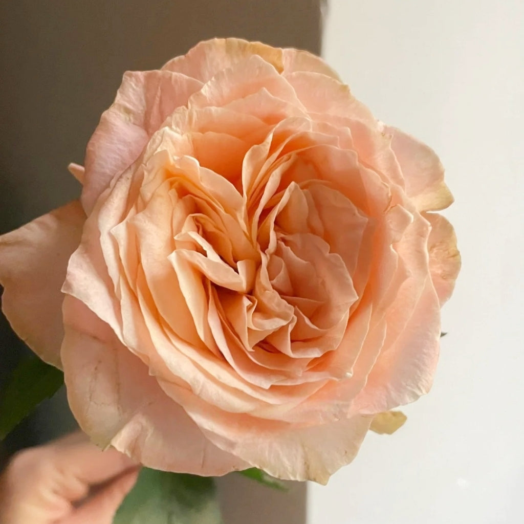 Cream Su Rose