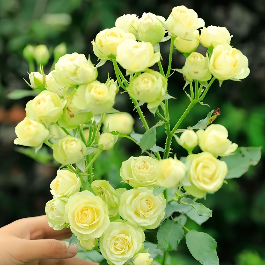 Creamy Eden Rose