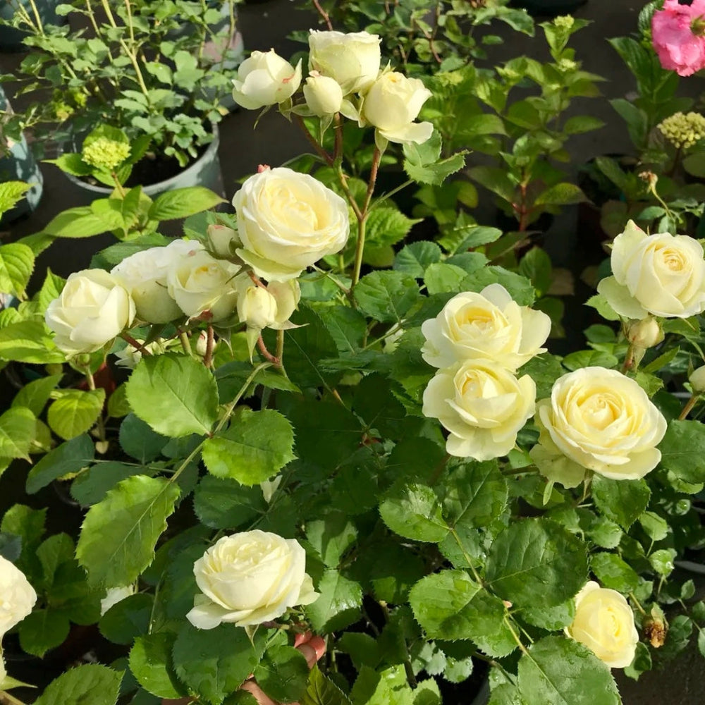 Creamy Eden Rose