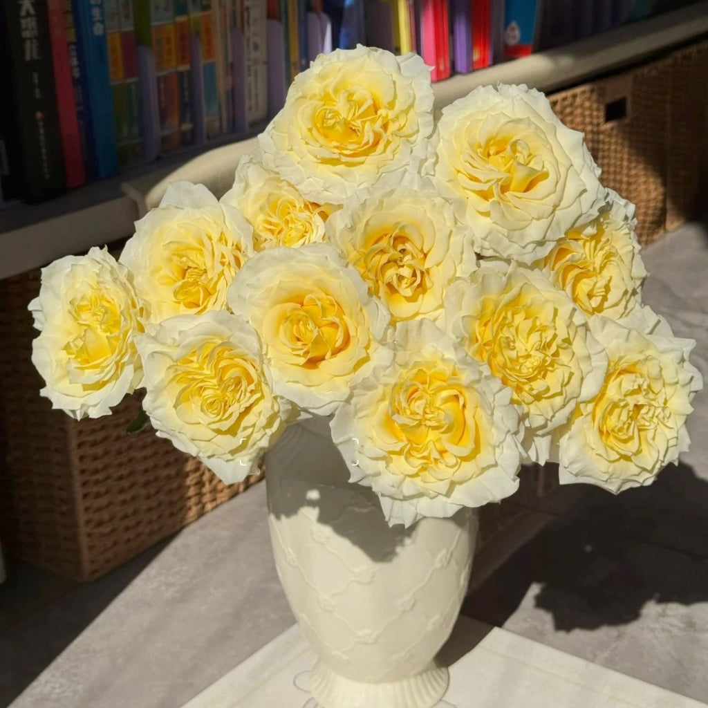 Creamy Kiss Rose