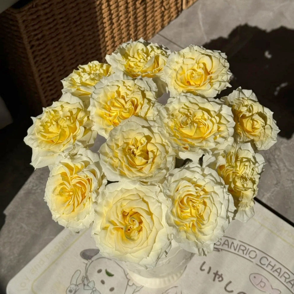 Creamy Kiss Rose