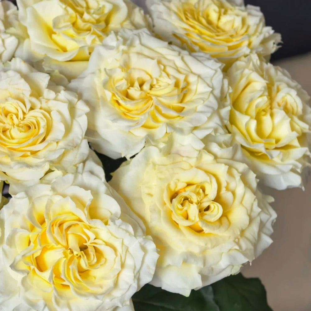 Creamy Kiss Rose
