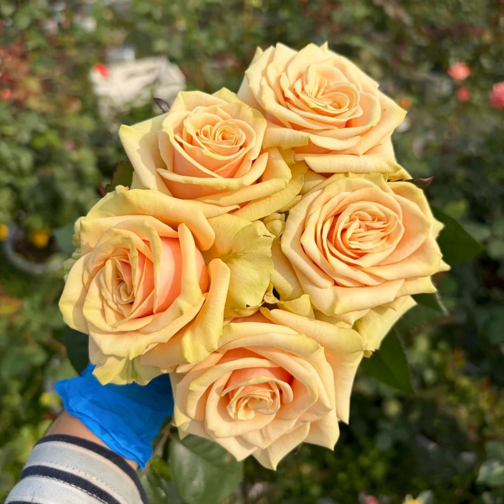 Cute Enigma Rose