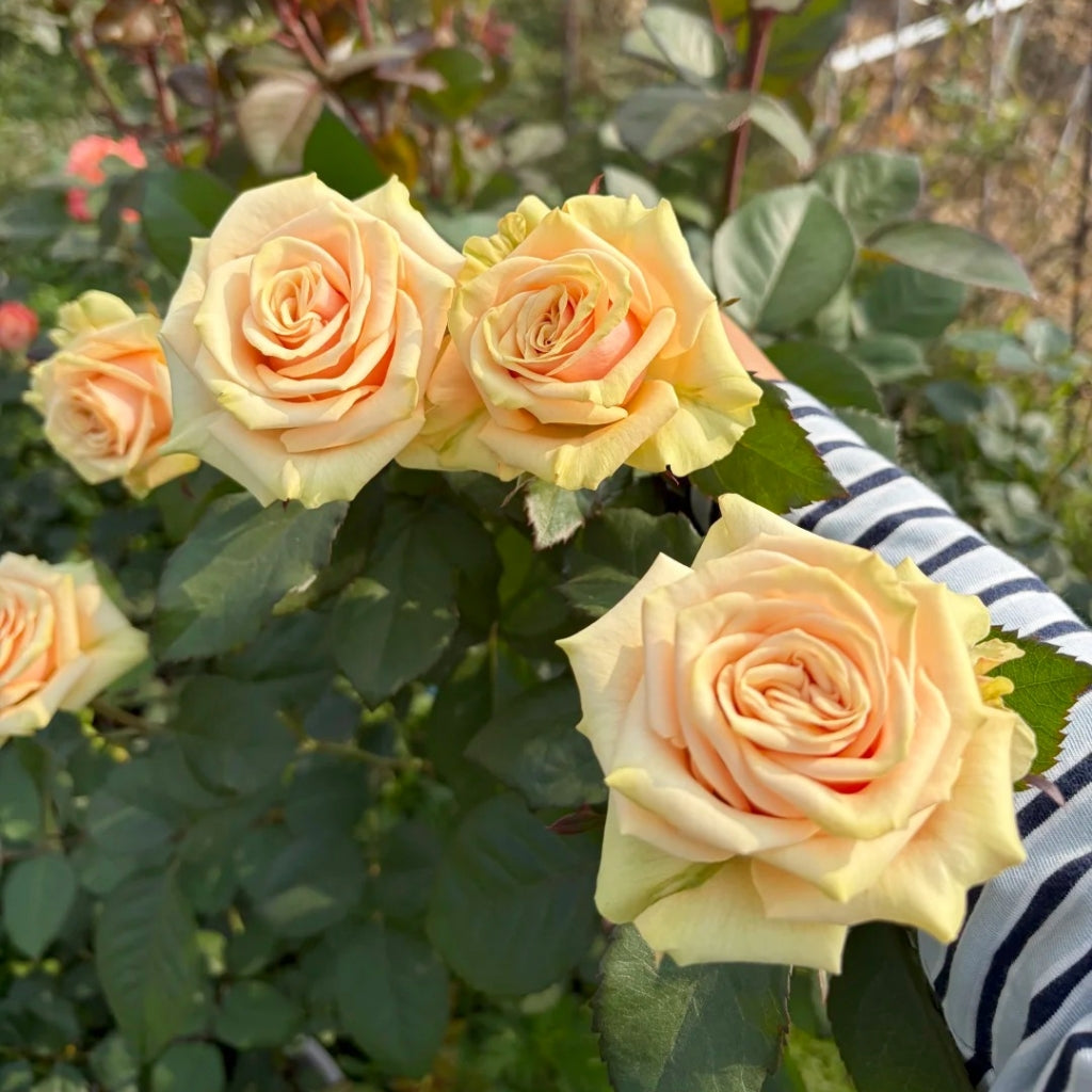 Cute Enigma Rose