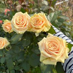 Cute Enigma Rose