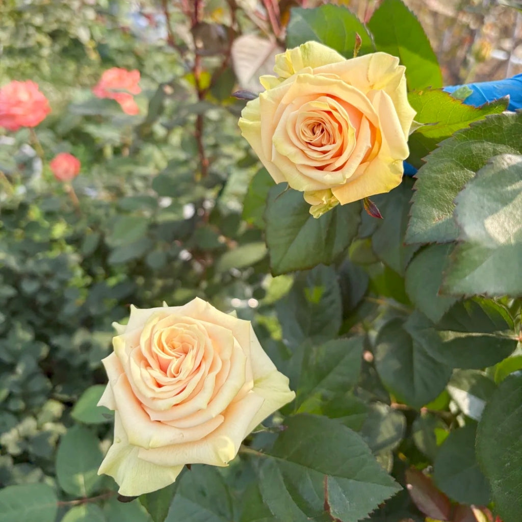 Cute Enigma Rose