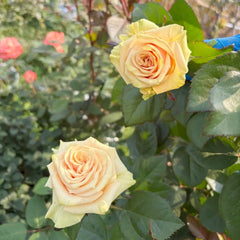 Cute Enigma Rose