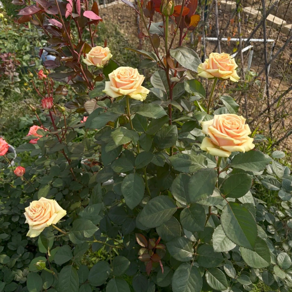 Cute Enigma Rose