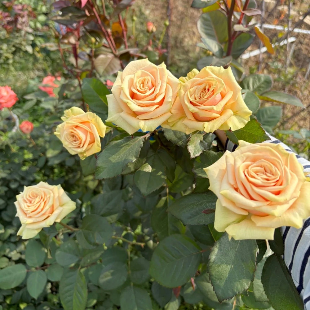 Cute Enigma Rose