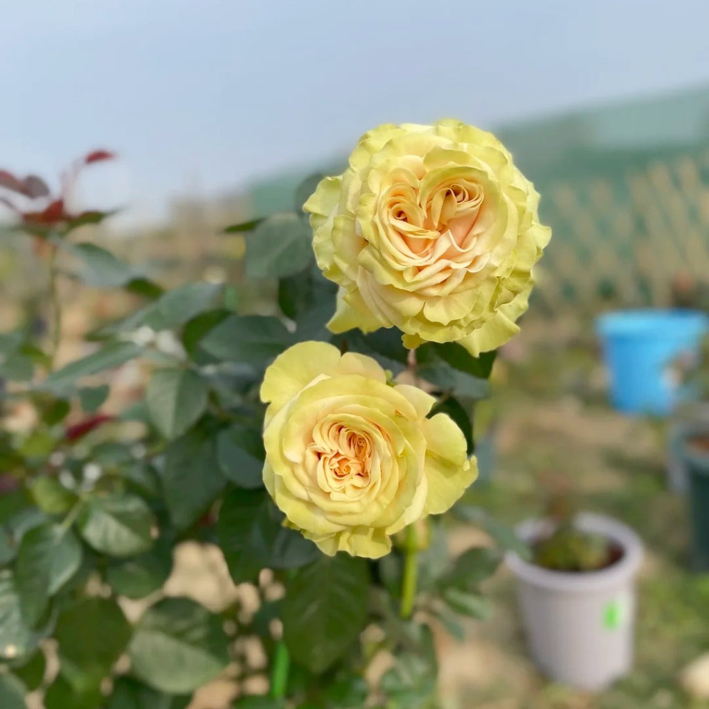 Cute Enigma Rose