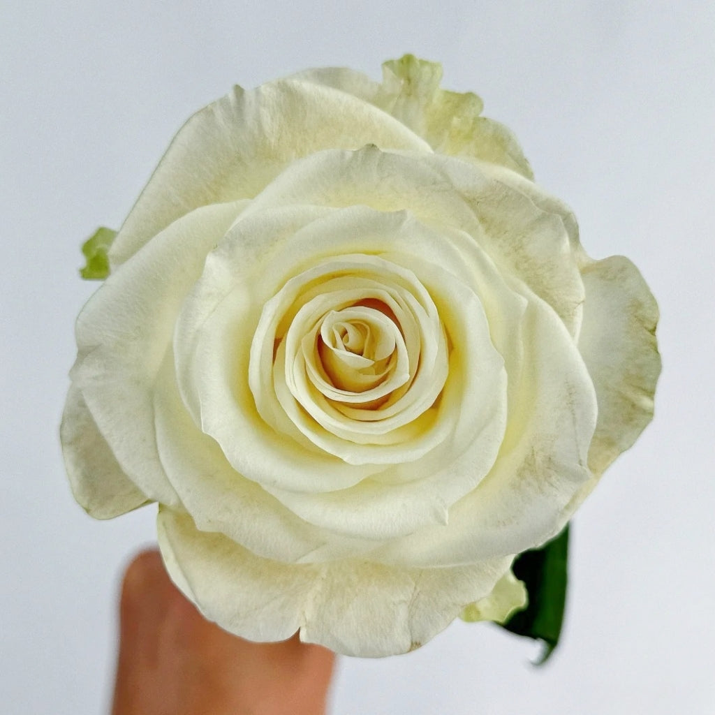 Da Bai Rose
