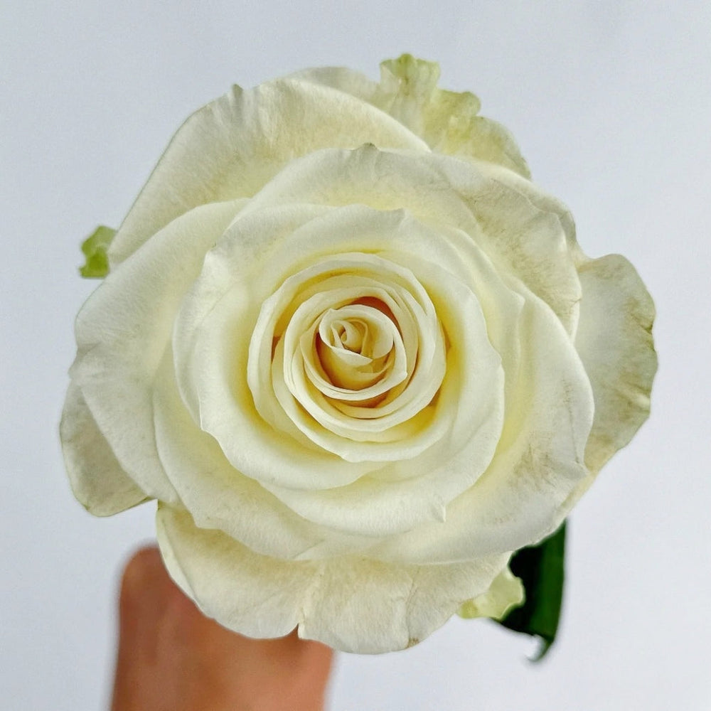 Da Bai Rose
