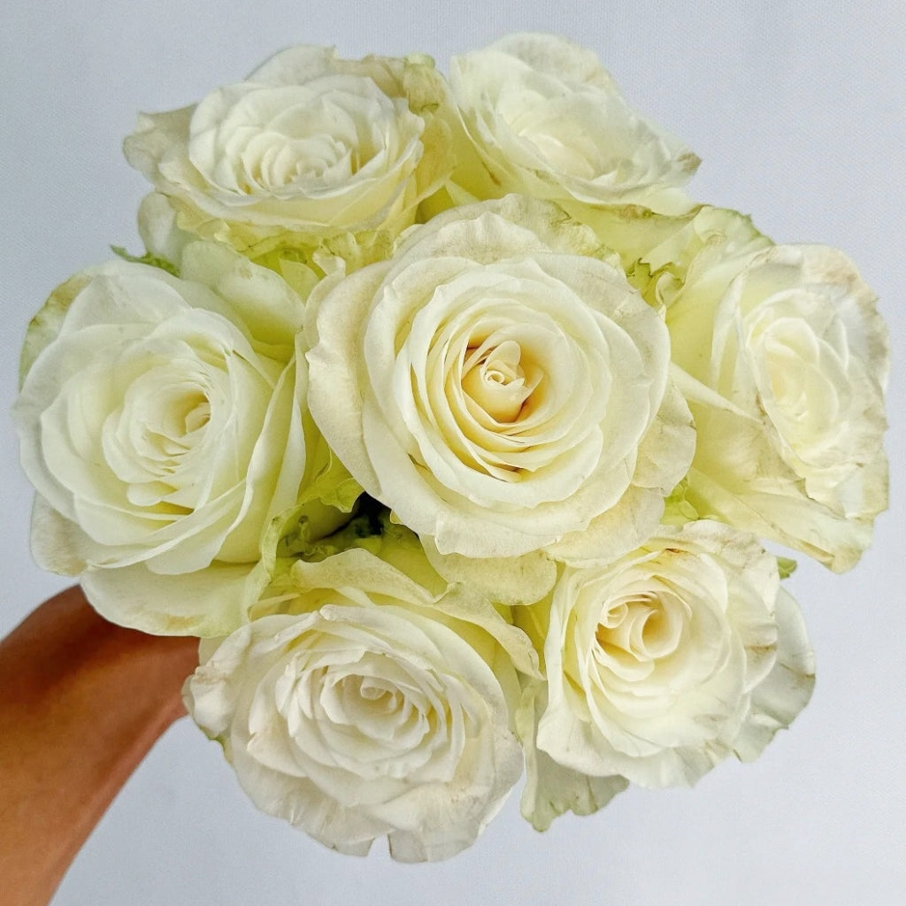 Da Bai Rose