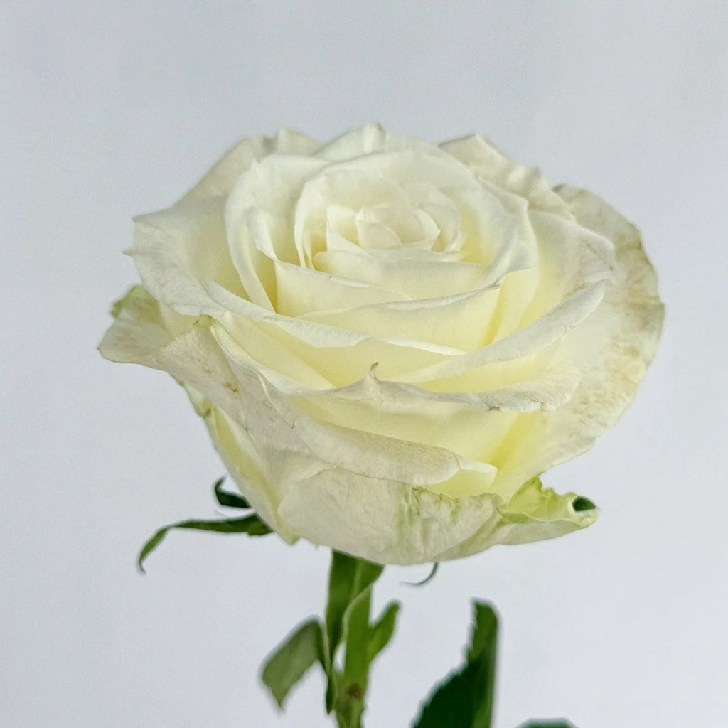 Da Bai Rose