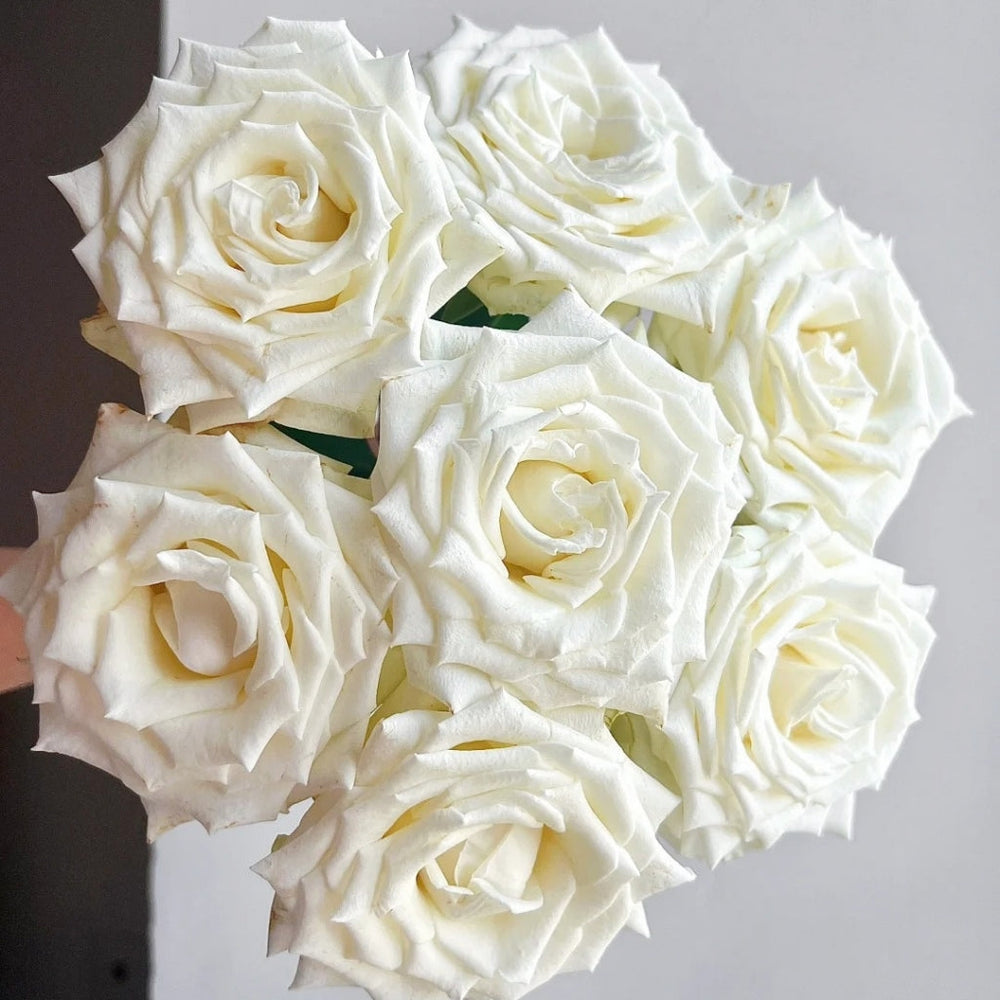 Da Bai Rose