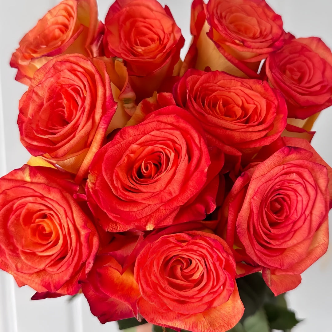 Dakar Rose