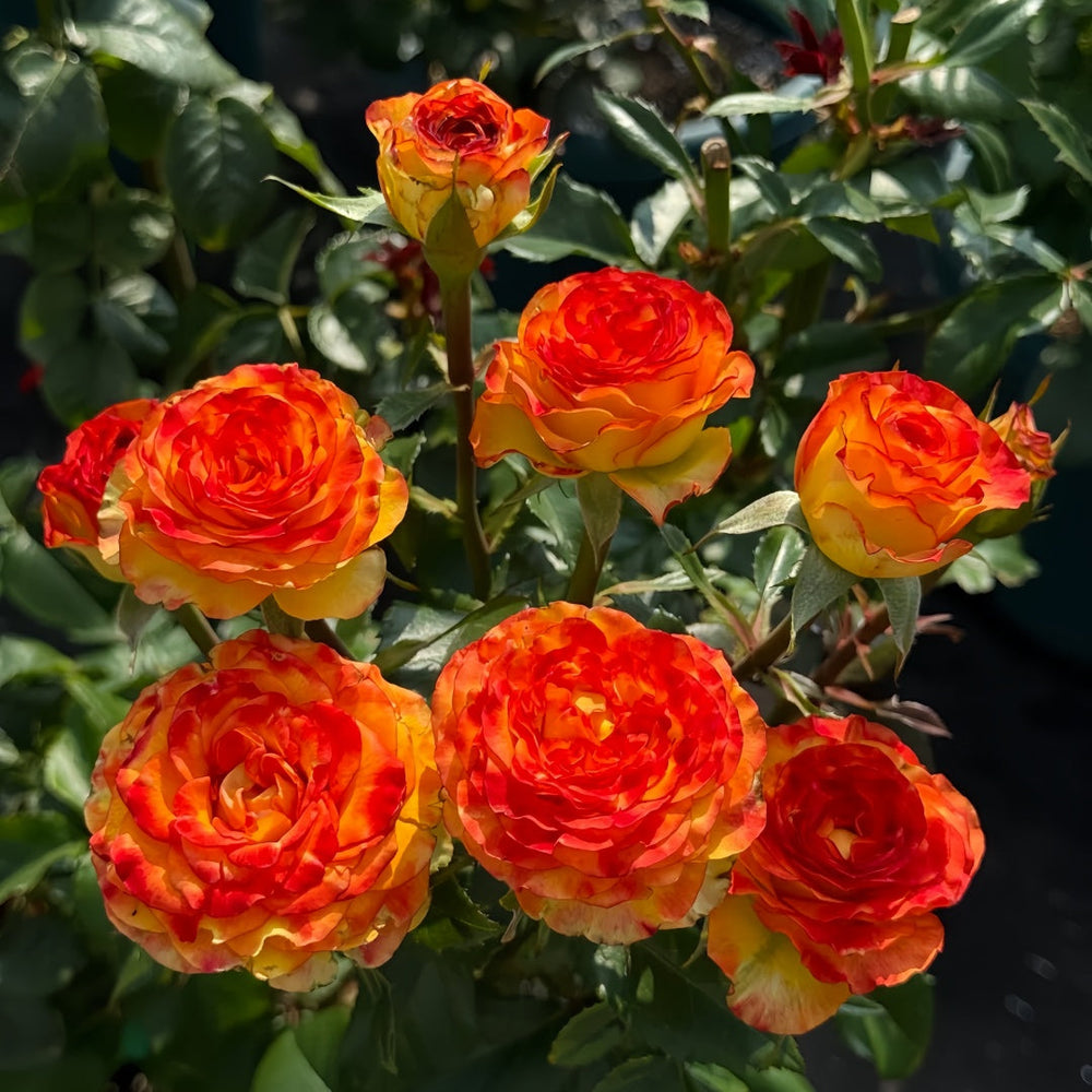 Dakar Rose
