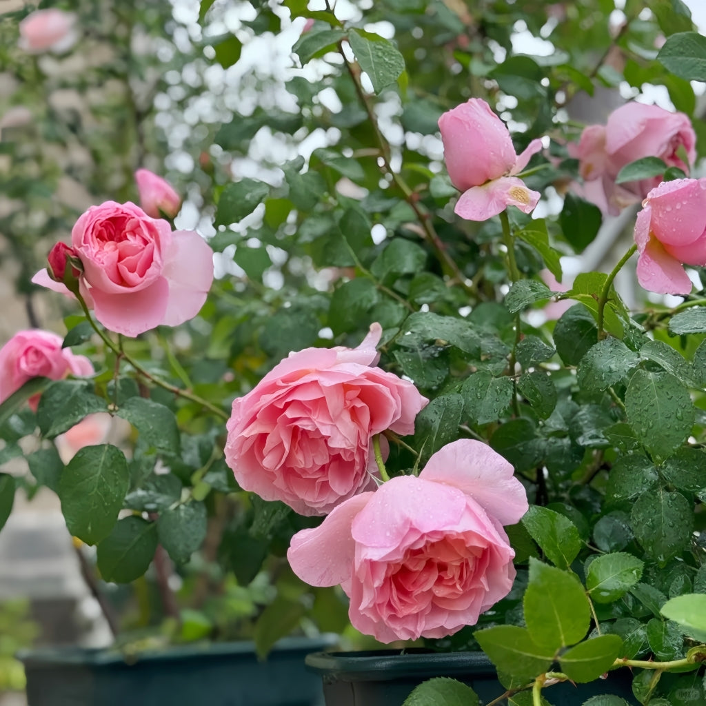Dames de Chenonceau Rose