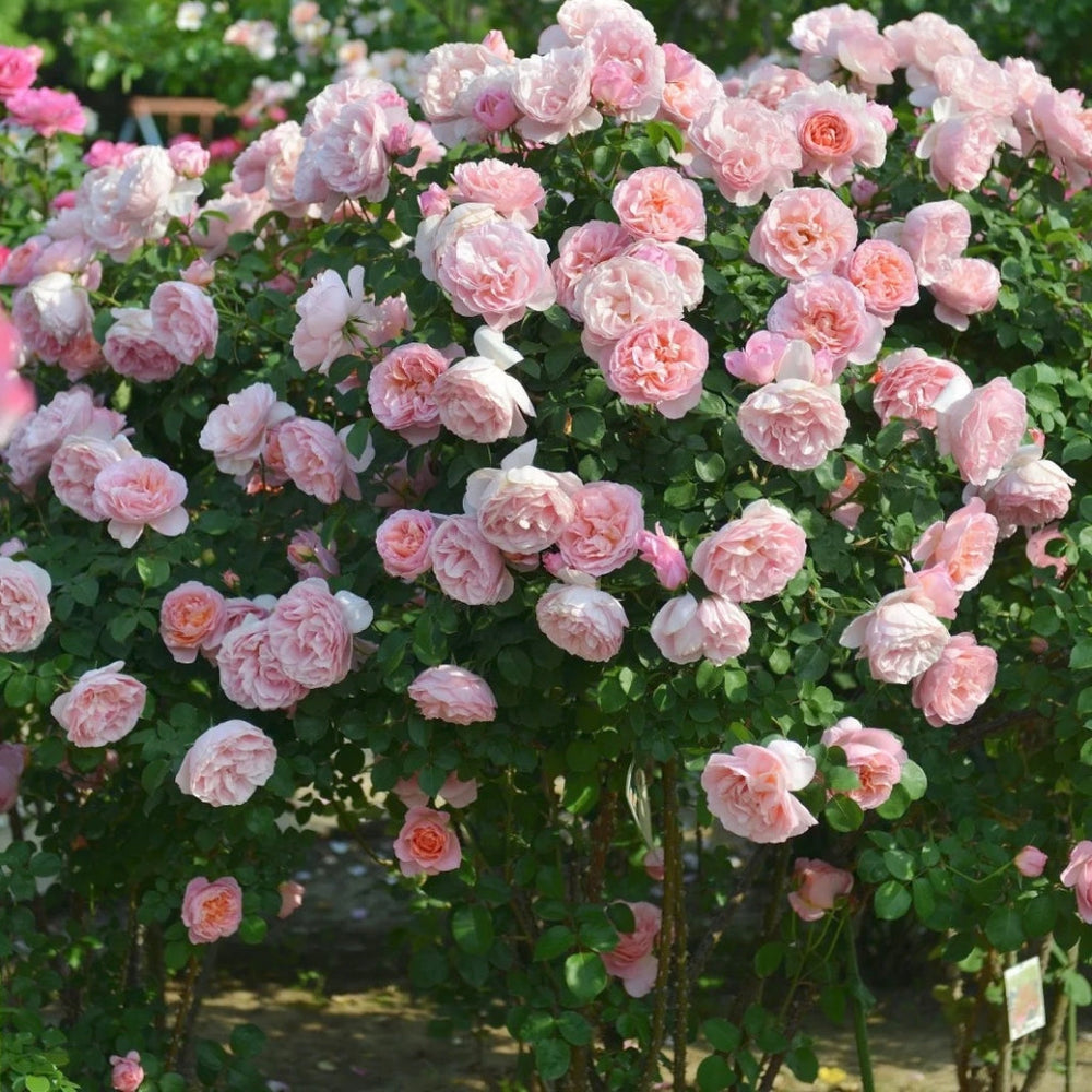 Dames de Chenonceau Rose