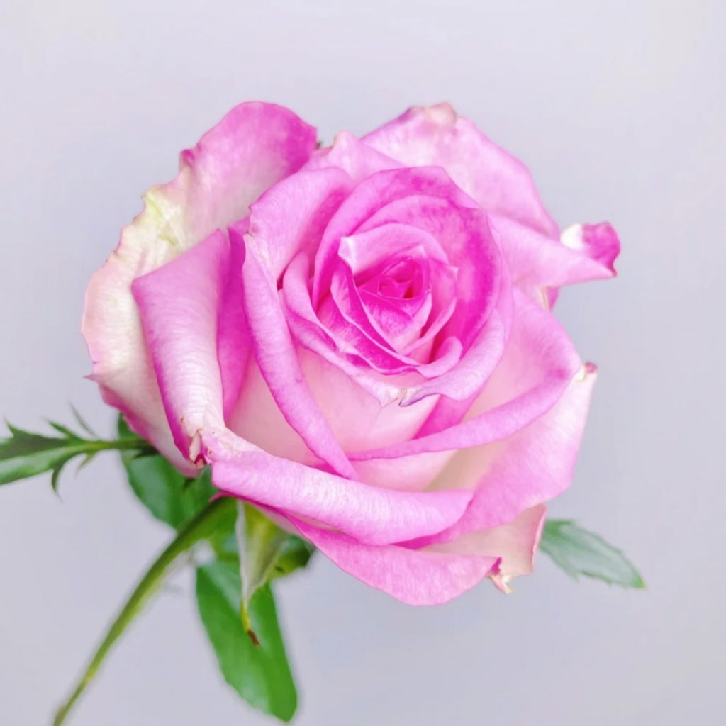 Decoration Rose