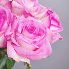 Decoration Rose
