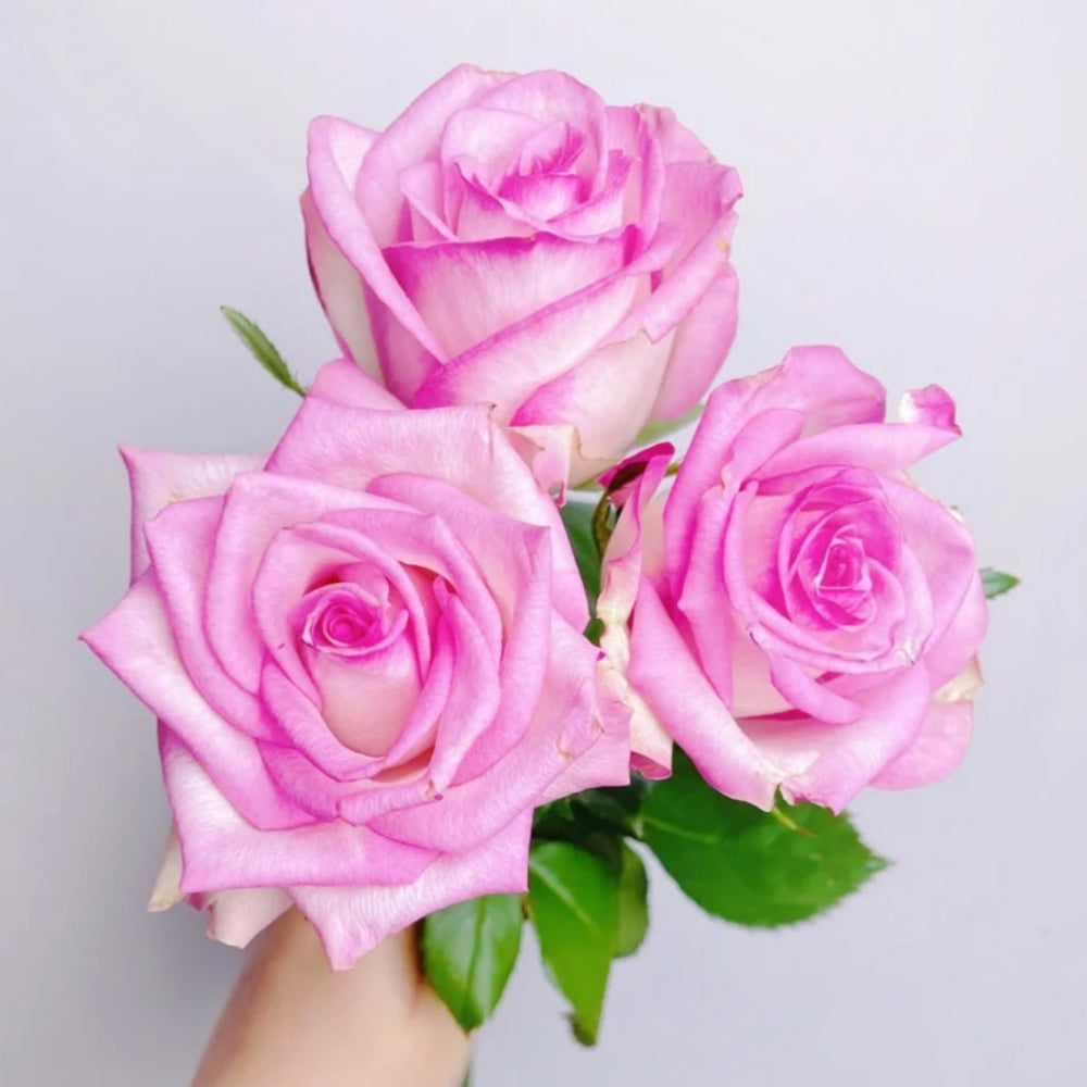 Decoration Rose