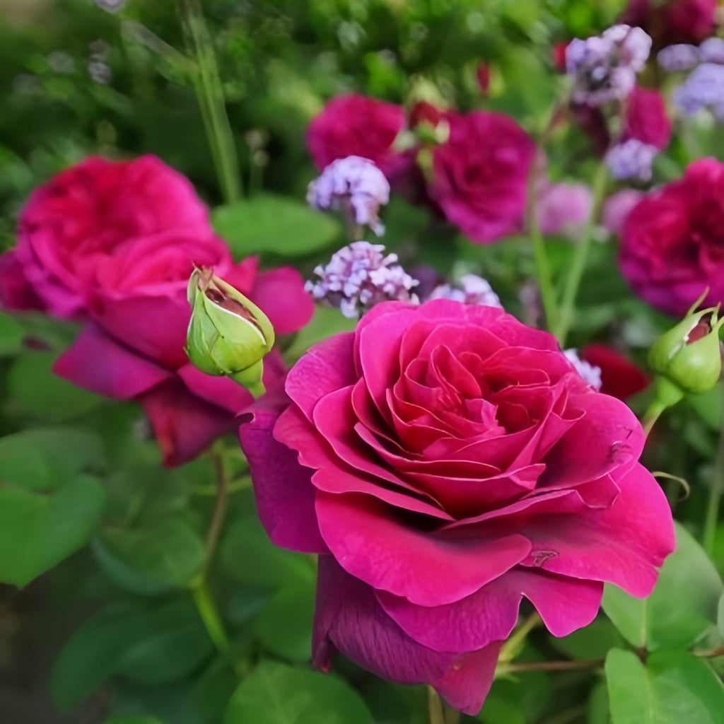Deep Secret Rose