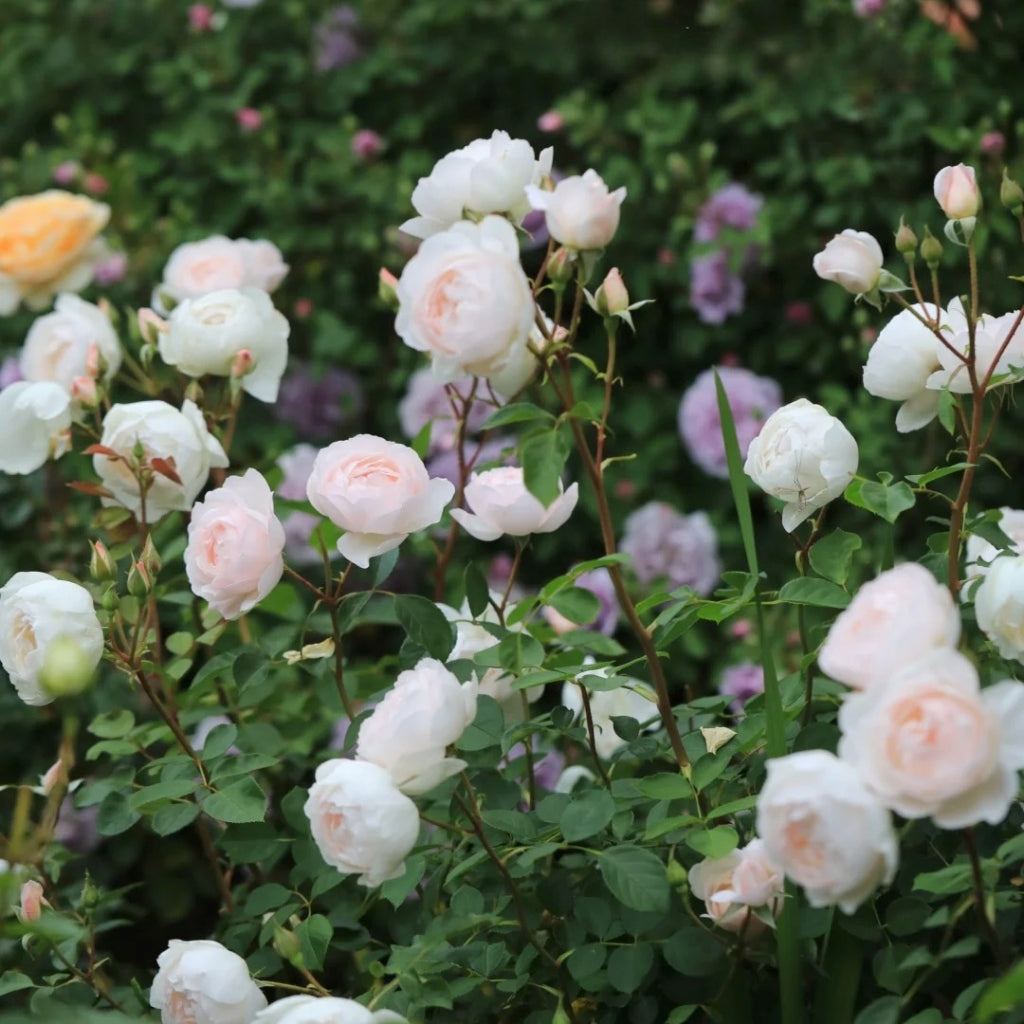 Desdemona Rose