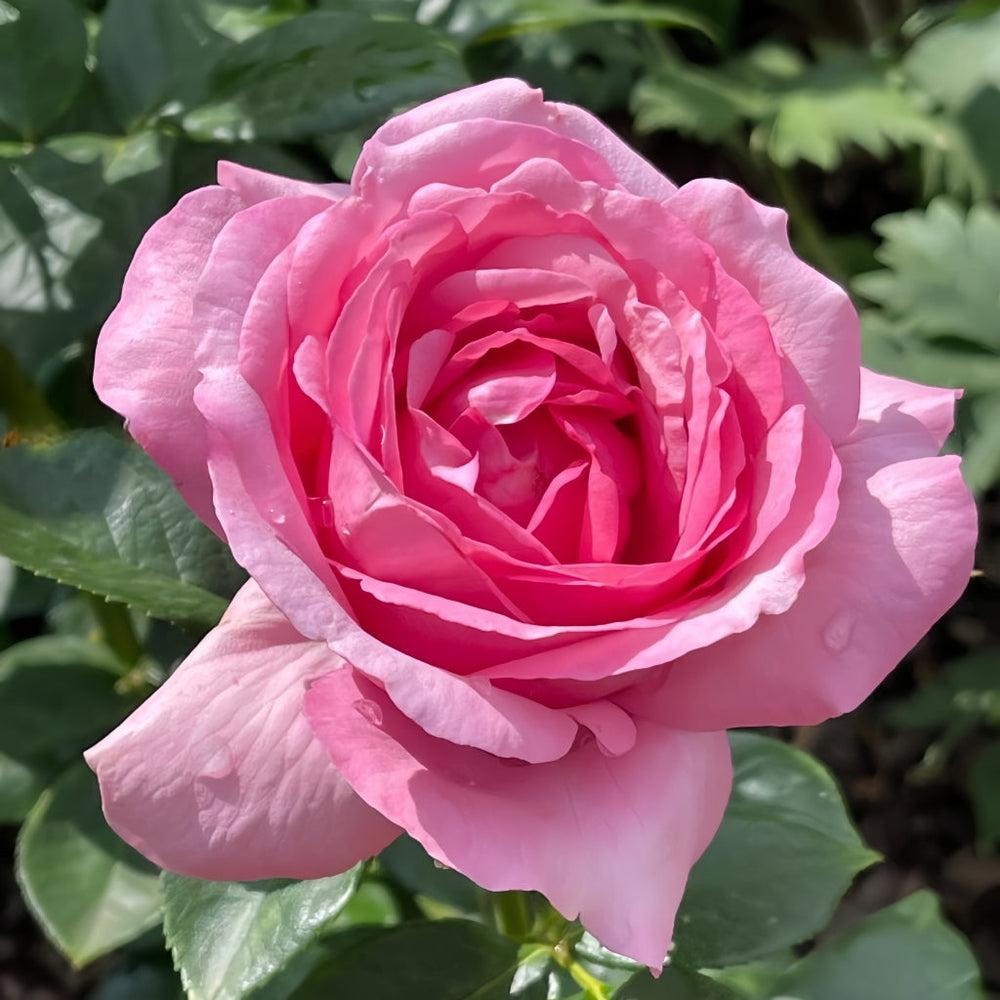 Dessiree Rose