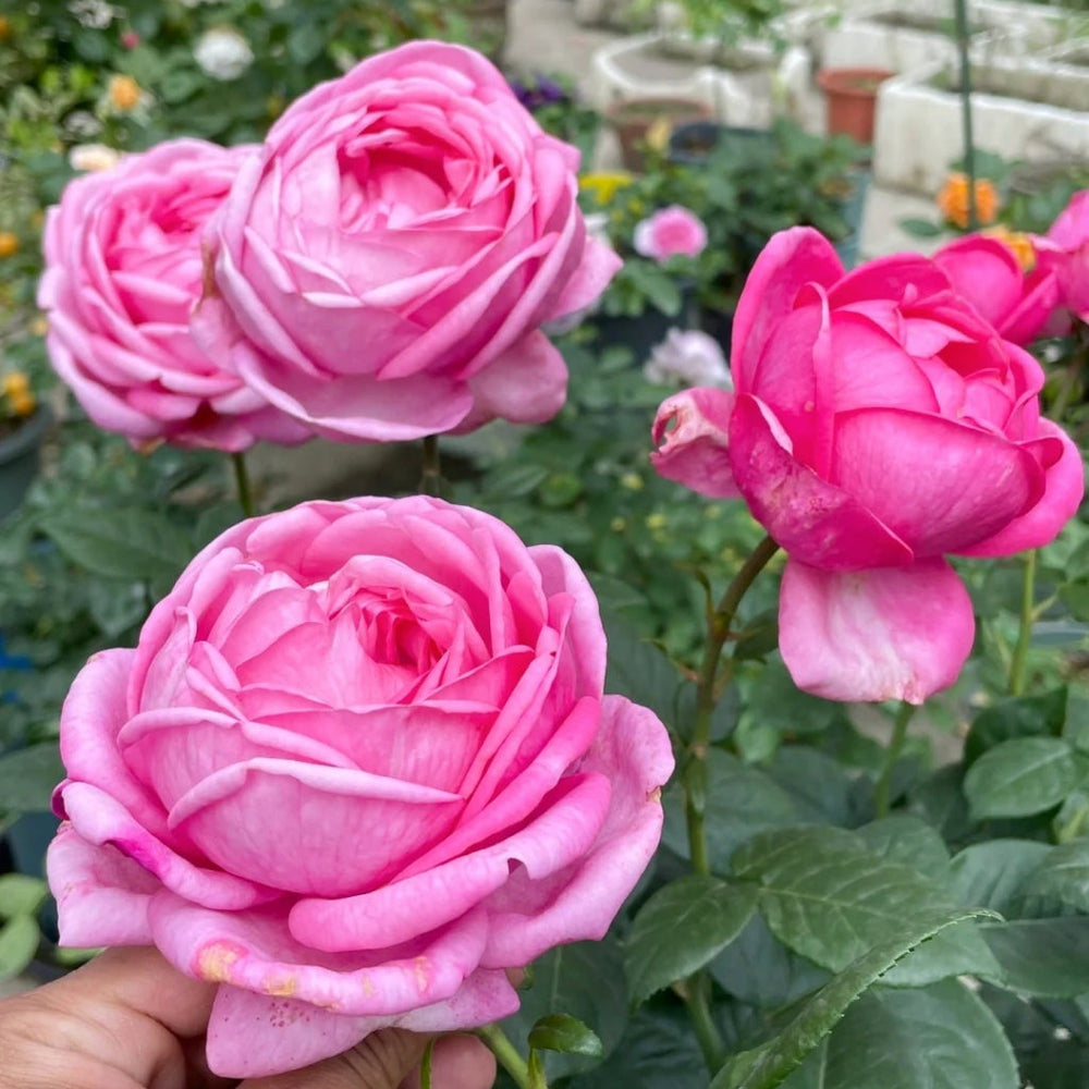 Dessiree Rose