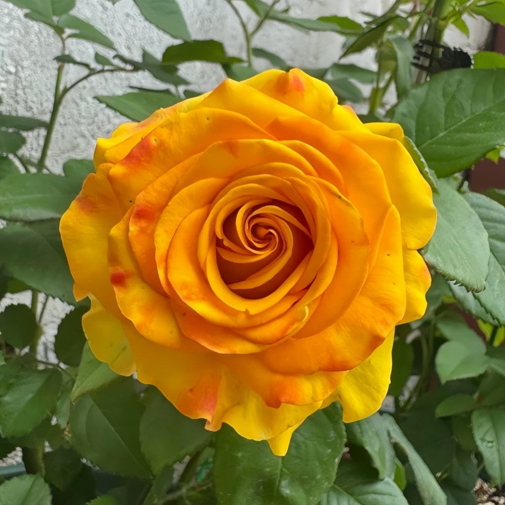 Diablo Rose