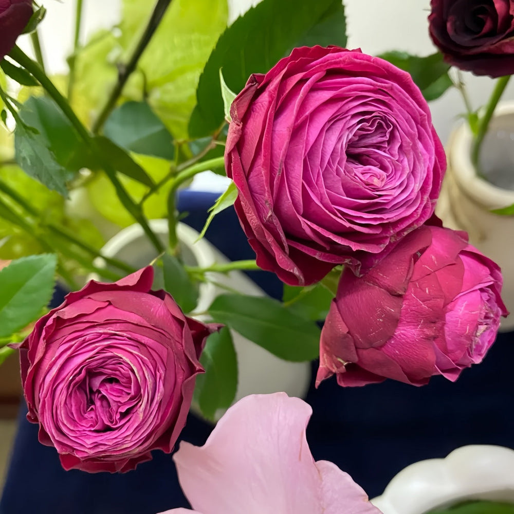 Dima Bombastic Rose