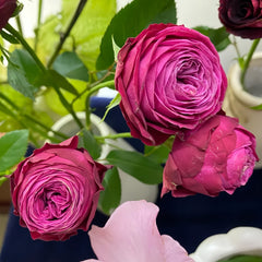 Dima Bombastic Rose