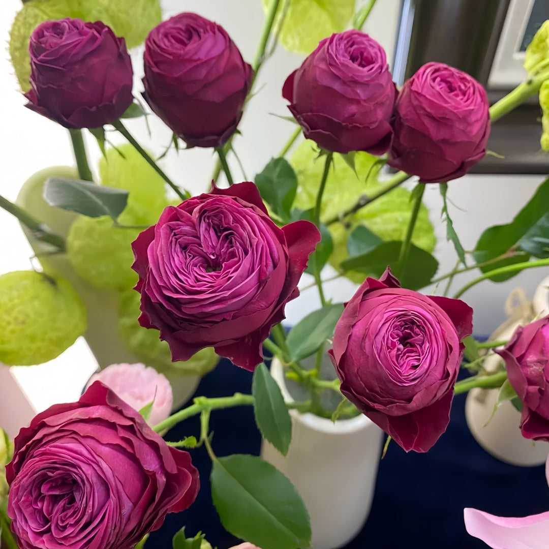 Dima Bombastic Rose