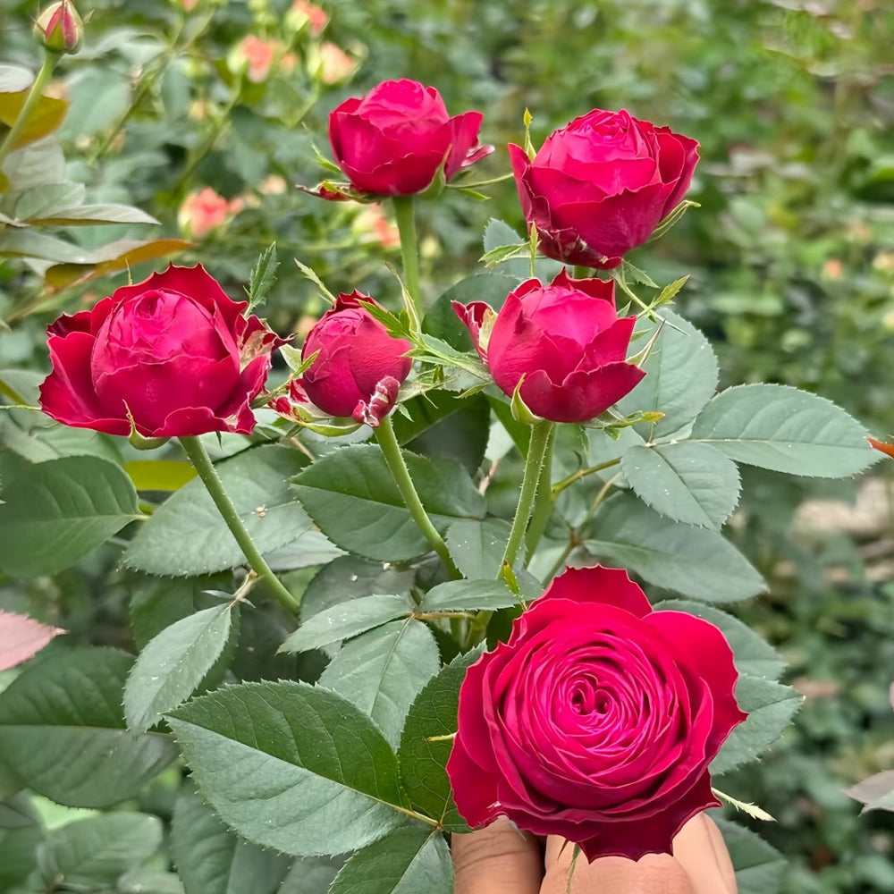Dima Bombastic Rose