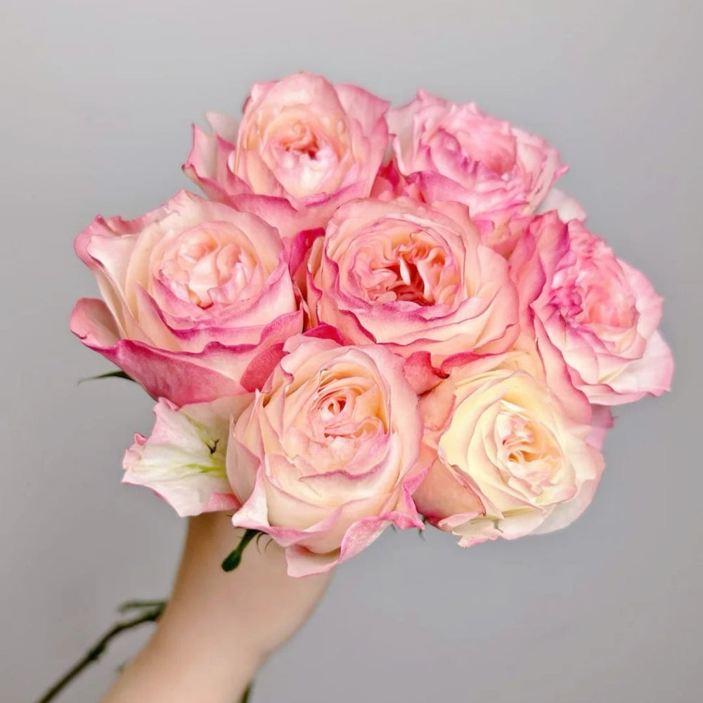 Dimple Rose