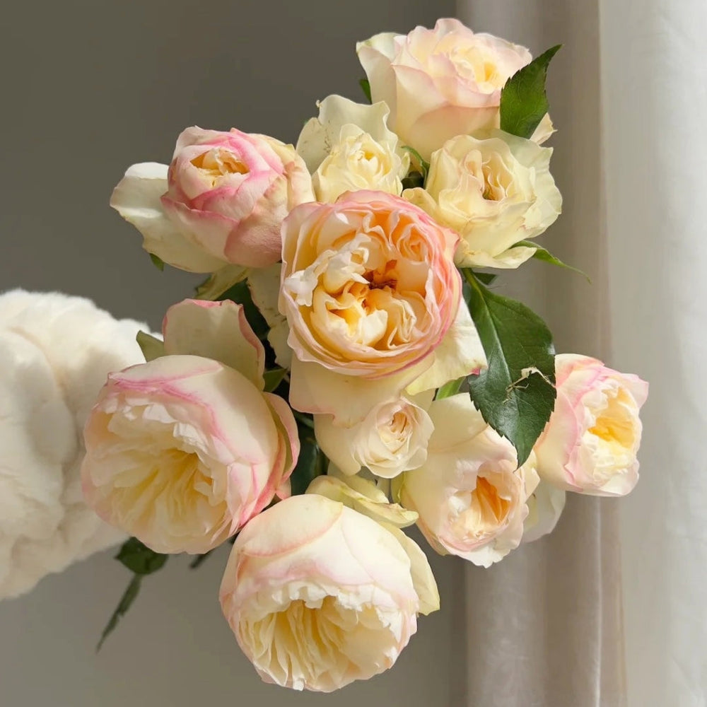 Dimple Rose