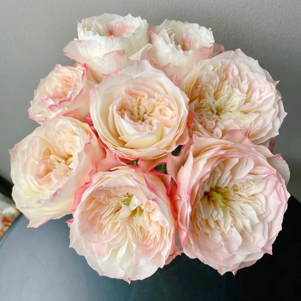 Dimple Rose