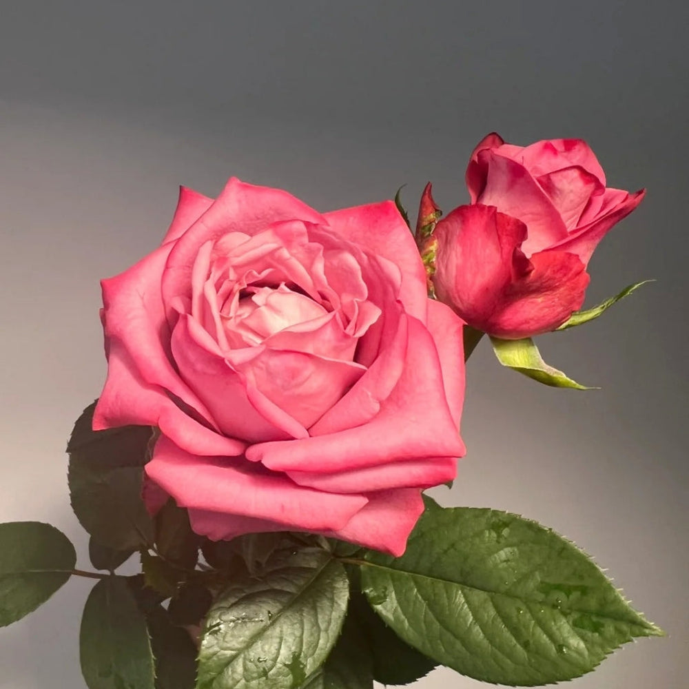 Dionysus Rose