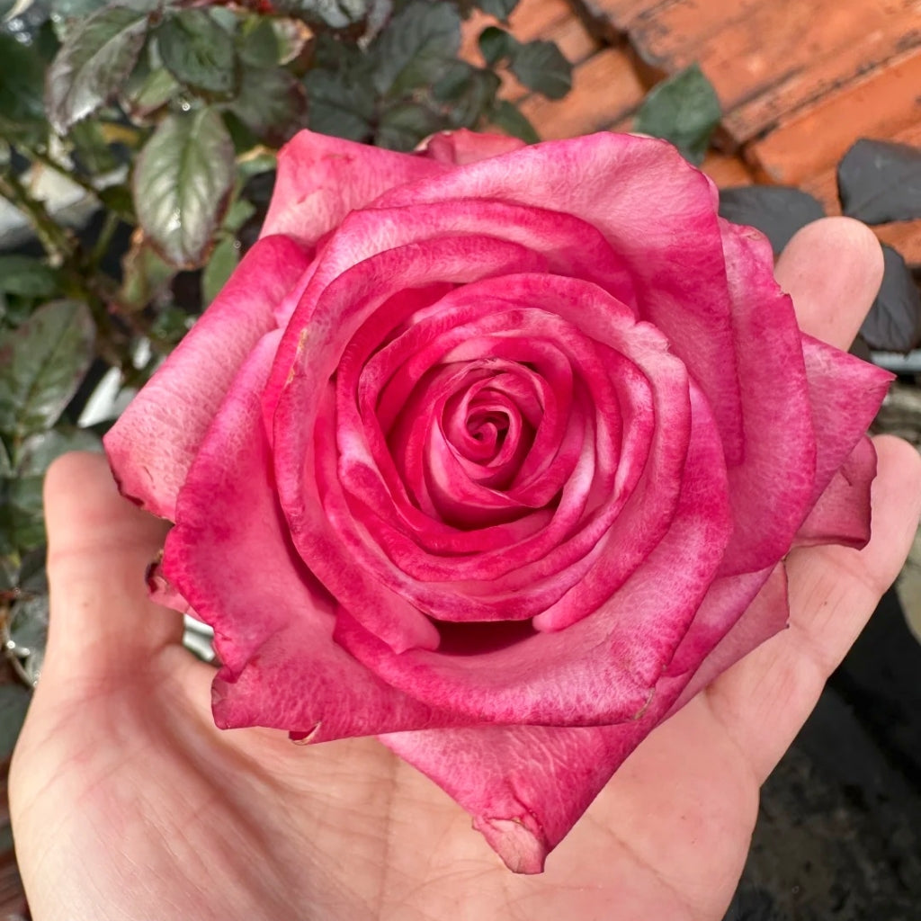 Dionysus Rose
