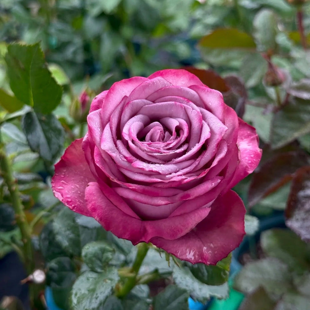 Dionysus Rose