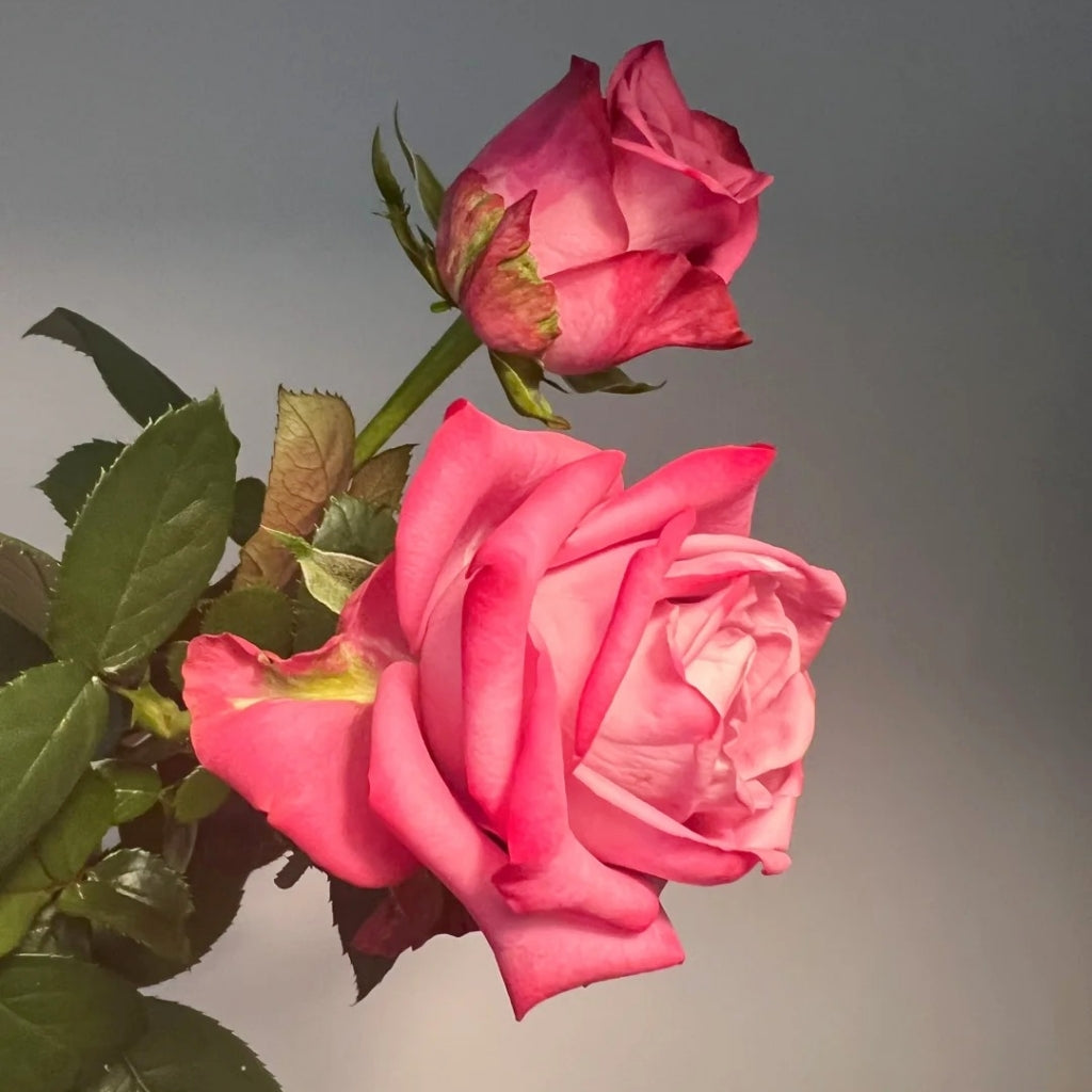 Dionysus Rose