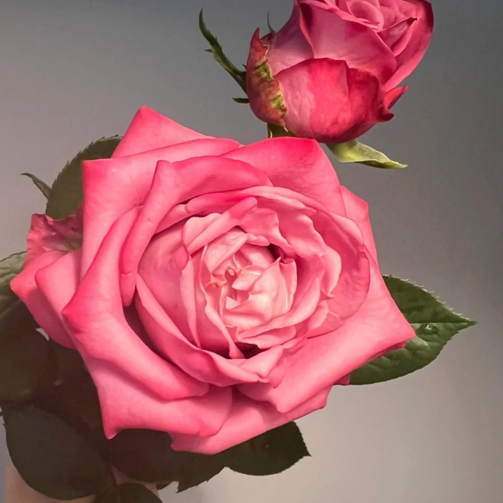 Dionysus Rose