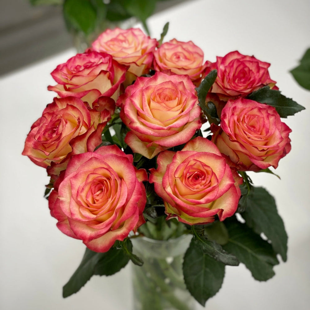 Discovery Rose