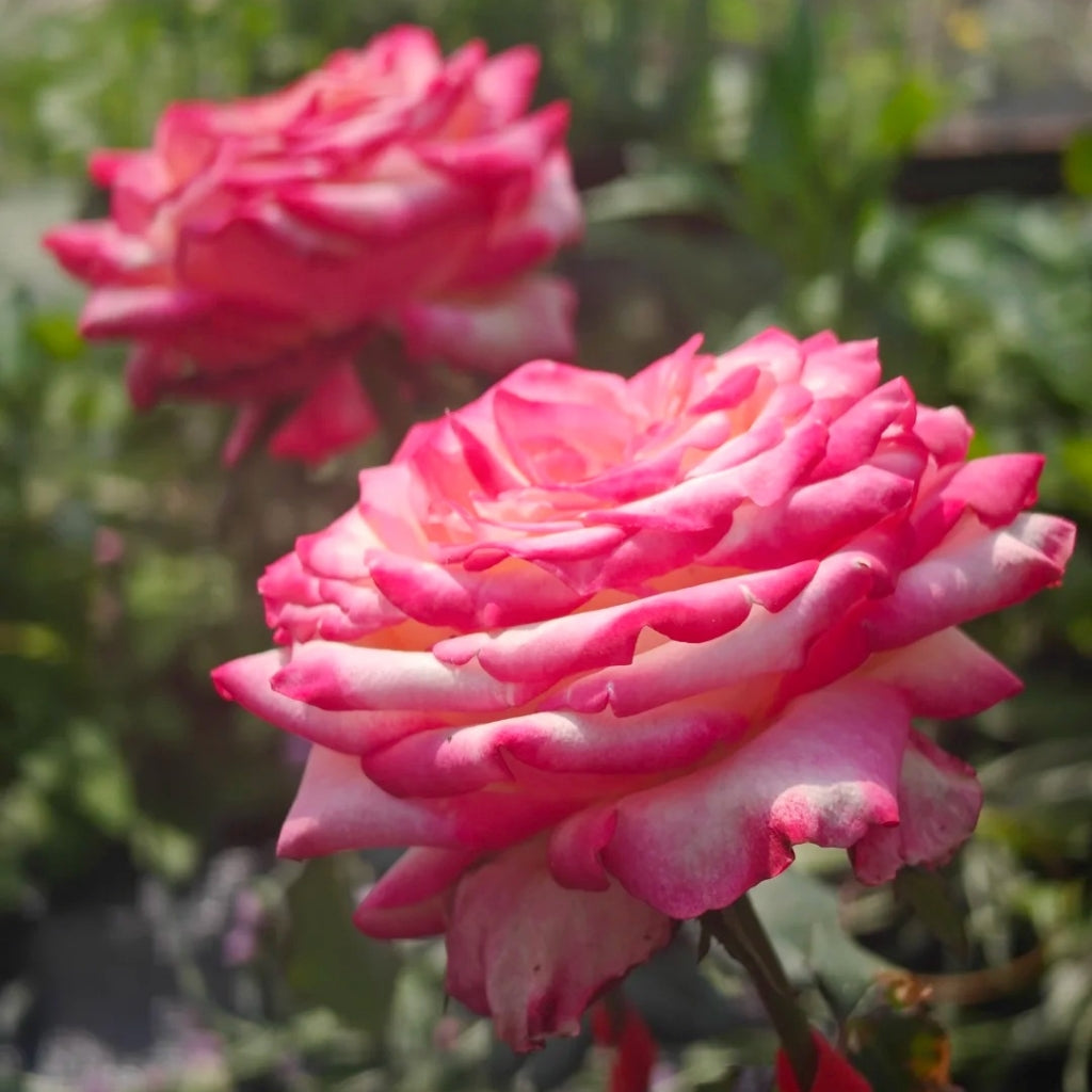 Discovery Rose