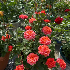 Ditty Rose