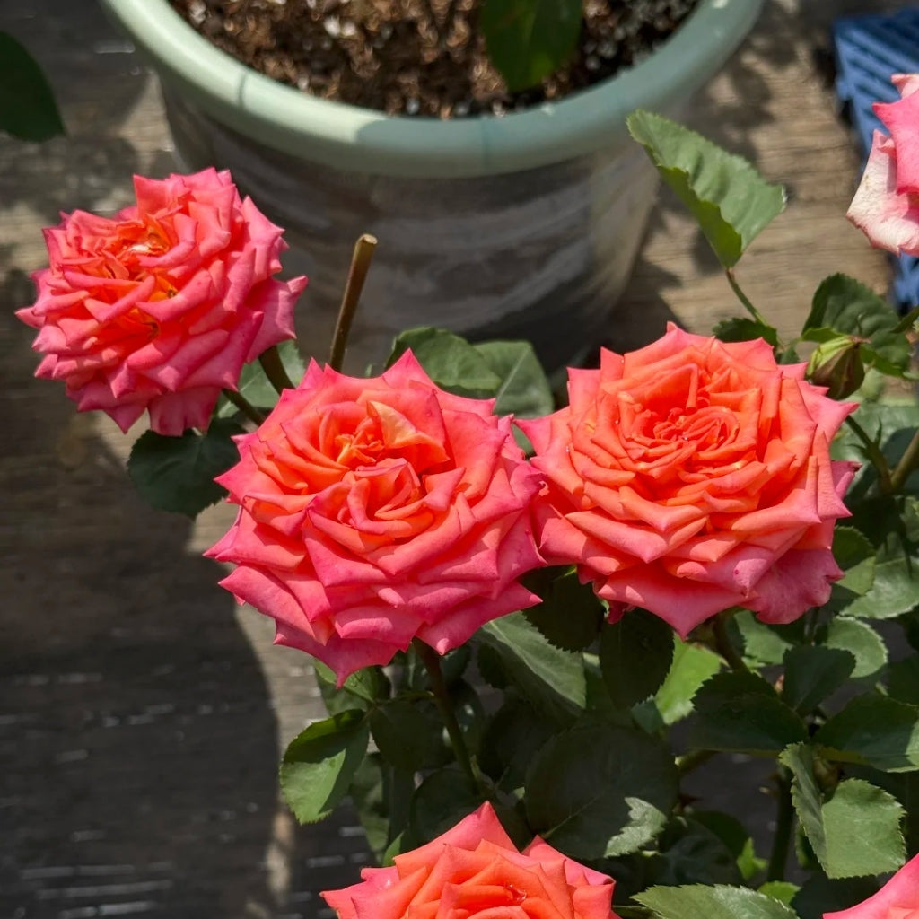 Ditty Rose