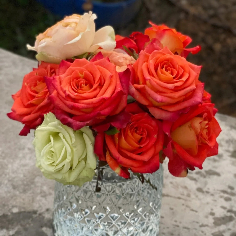 Ditty Rose